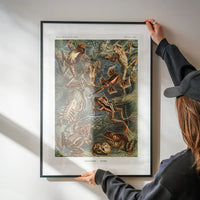Frogs Illustration by Ernst Haeckel Print