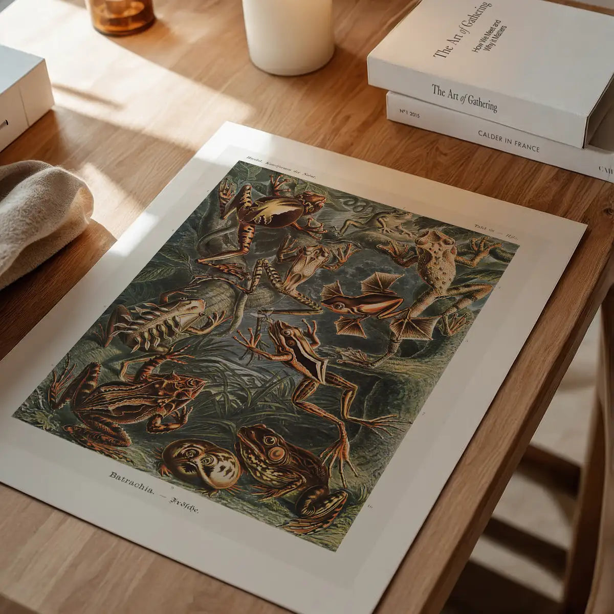 Frogs Illustration by Ernst Haeckel Print