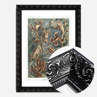 Frogs Illustration by Ernst Haeckel Print