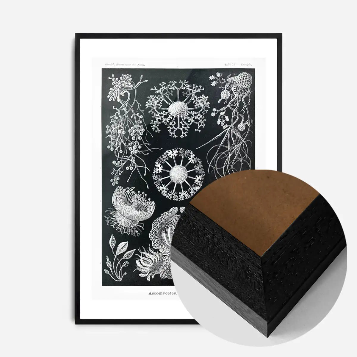 Fungi Illustration Print