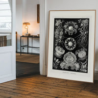 Fungi Illustration Print