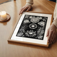 Fungi Illustration Print