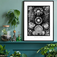 Fungi Illustration Print