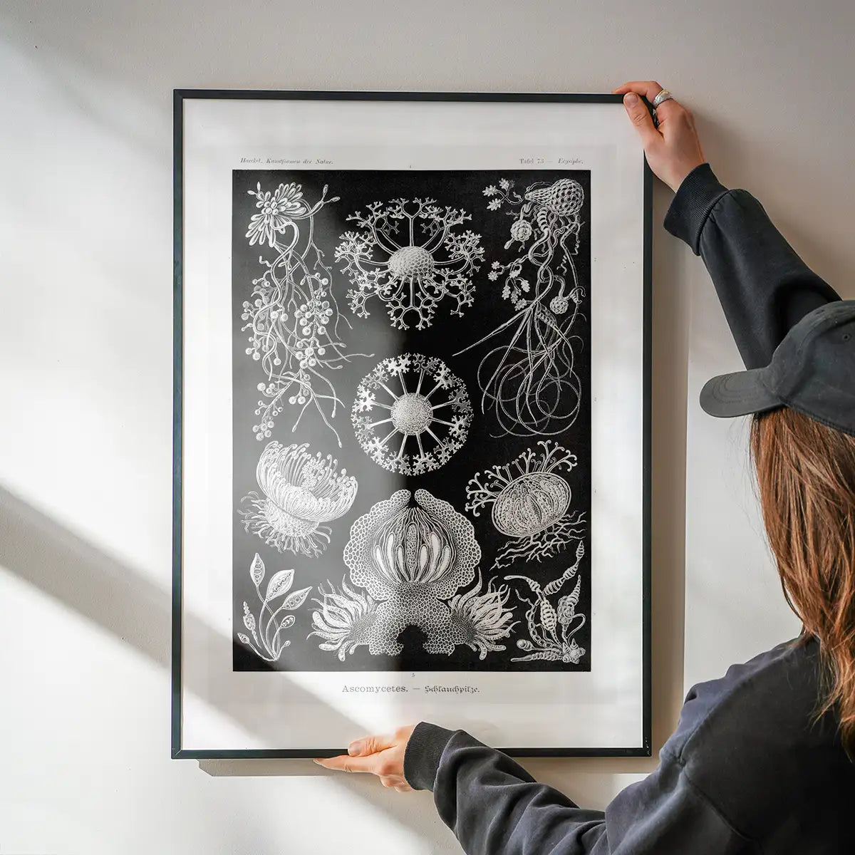 Fungi Illustration Print