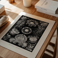 Fungi Illustration Print