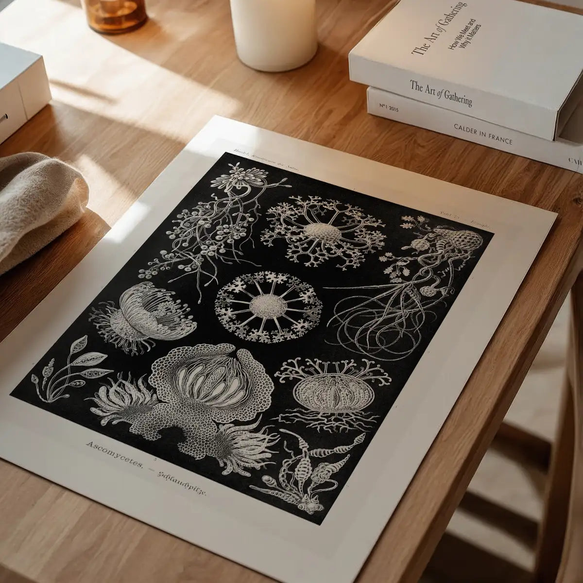 Fungi Illustration Print