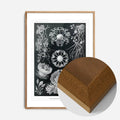 Oak Wood Frame