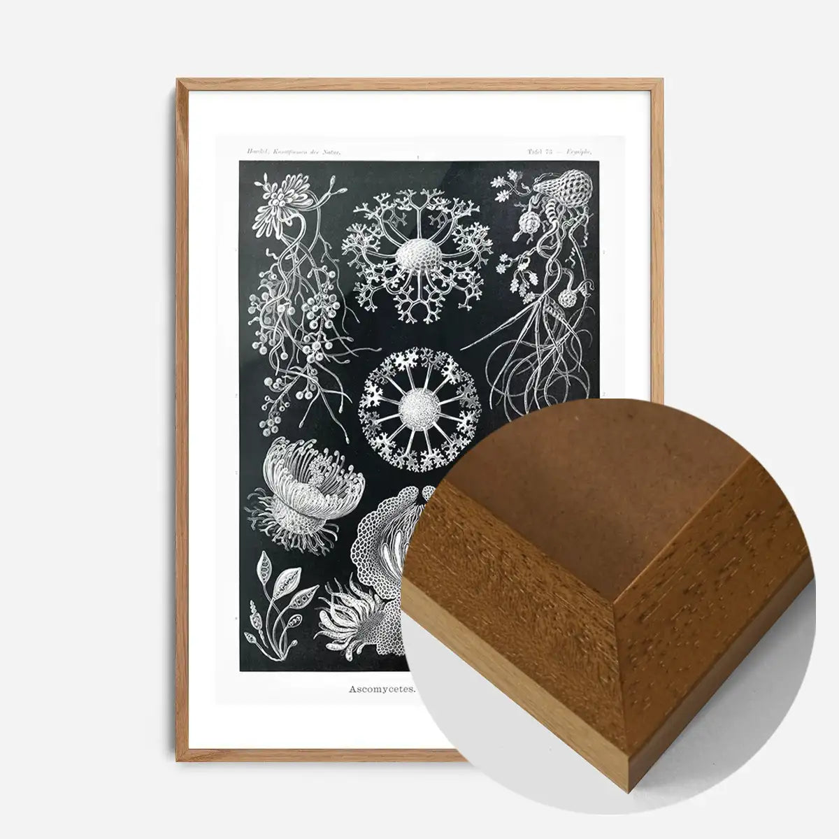 Fungi Illustration Print