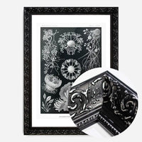 Fungi Illustration Print