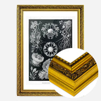 Fungi Illustration Print