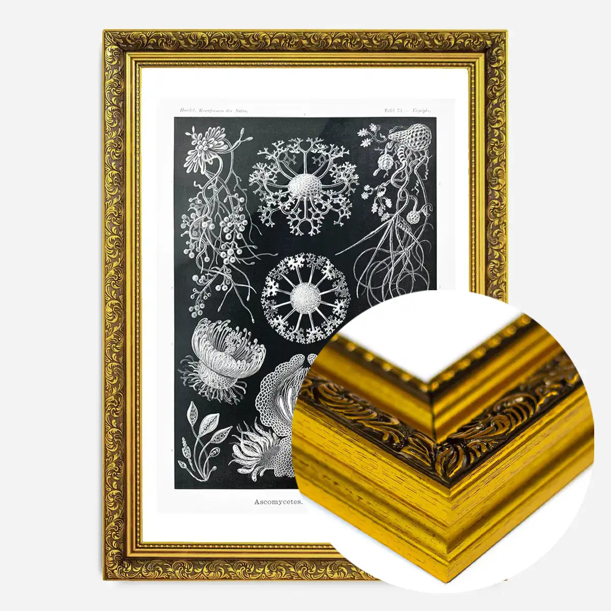 Fungi Illustration Print