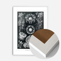 Fungi Illustration Print