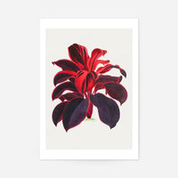 Hand drawn Hawaiian Ti plant print
