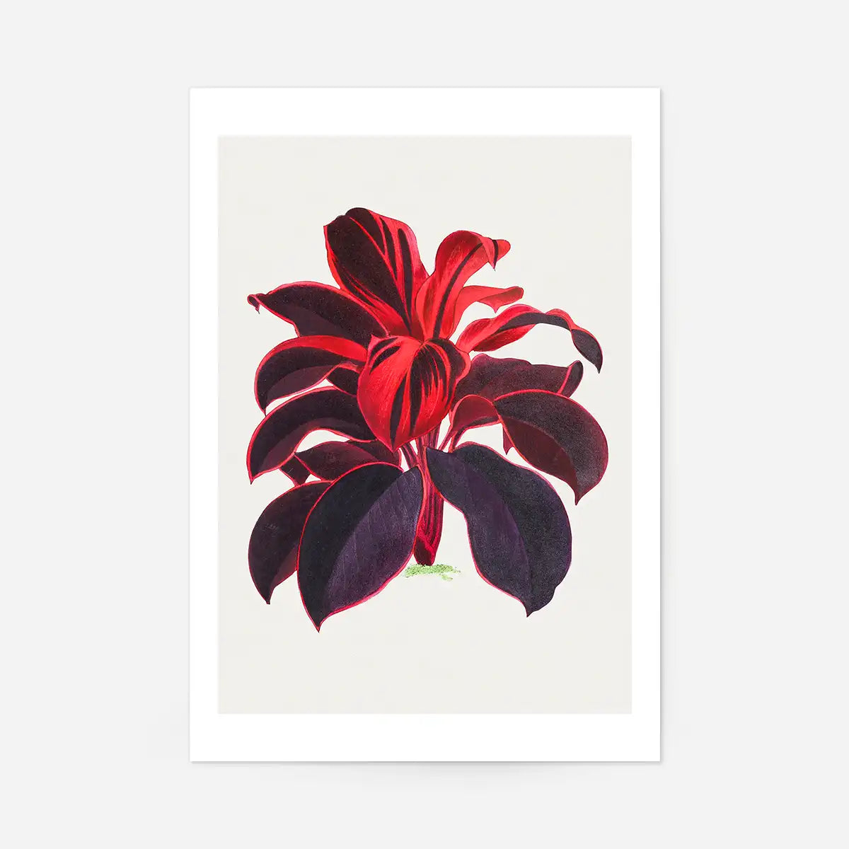 Hand drawn Hawaiian Ti plant print
