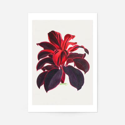 Hand drawn Hawaiian Ti plant print