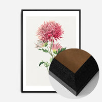 Hand drawn pink Chrysanthemum Illustration