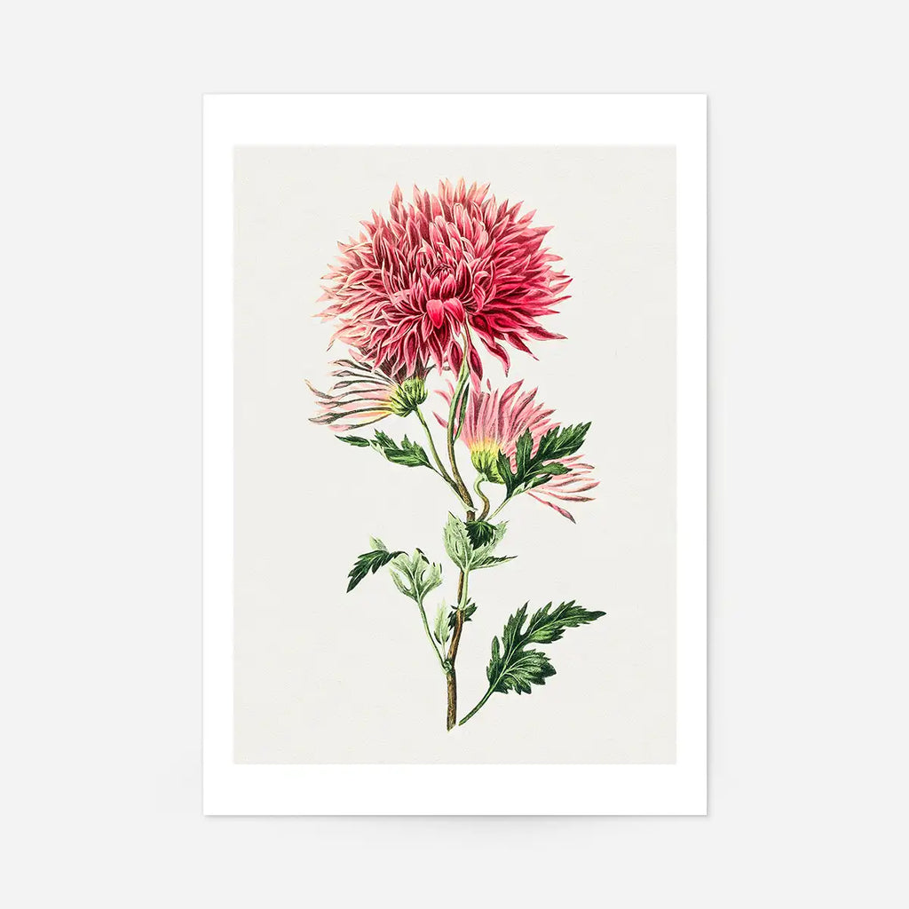 Hand drawn Chrysanthemum Illustration 30x40cm Clearance Print