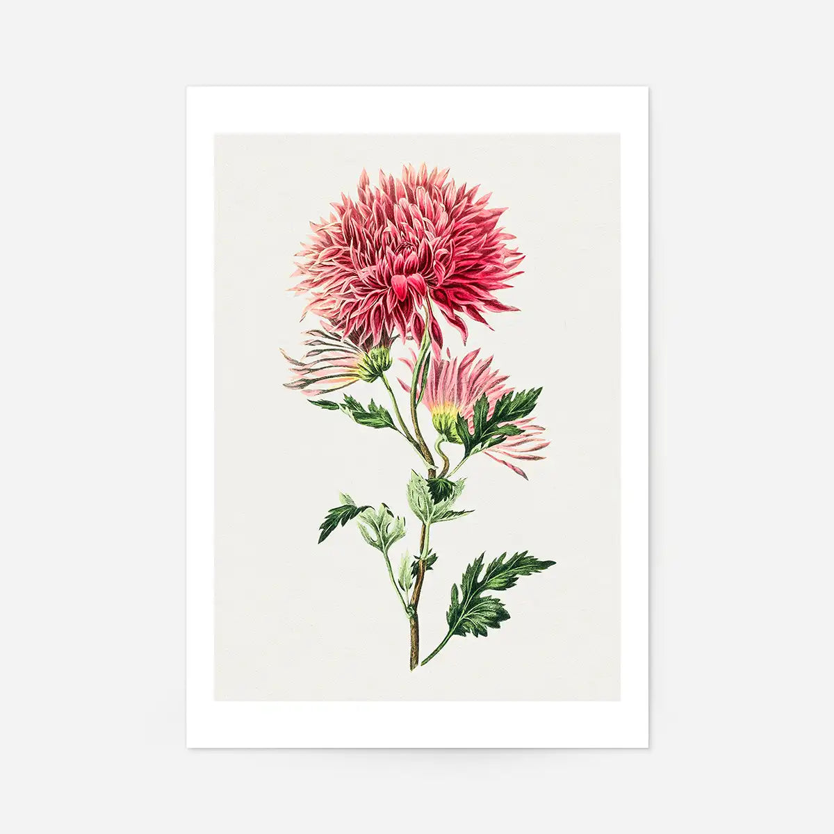 Hand drawn pink Chrysanthemum Illustration