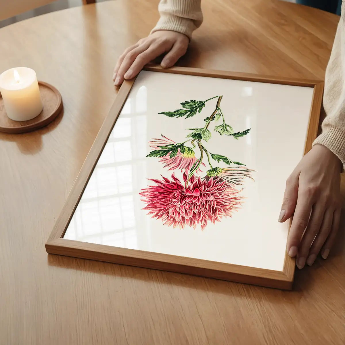 Hand drawn pink Chrysanthemum Illustration