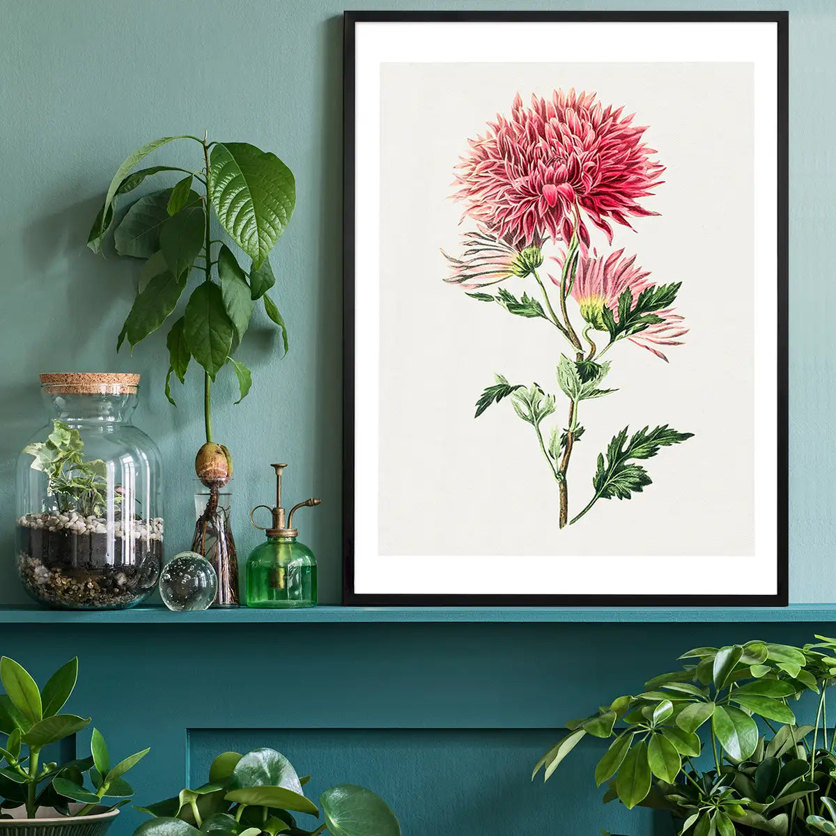 Hand drawn pink Chrysanthemum Illustration