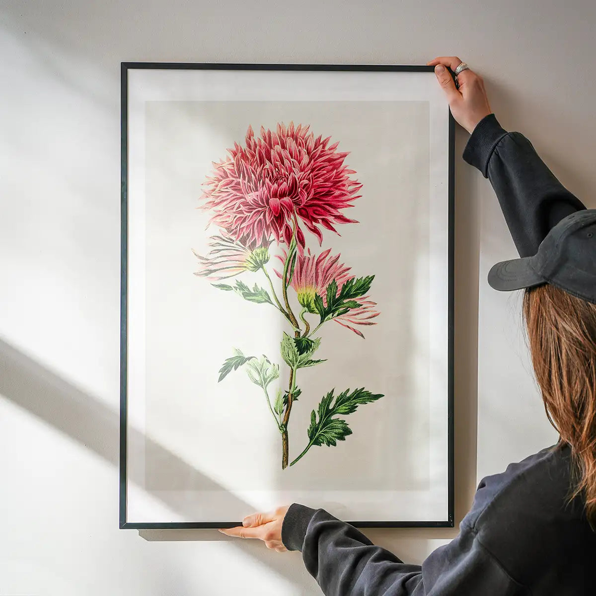 Hand drawn pink Chrysanthemum Illustration