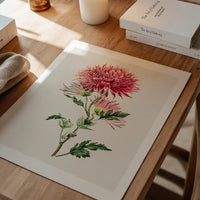 Hand drawn pink Chrysanthemum Illustration