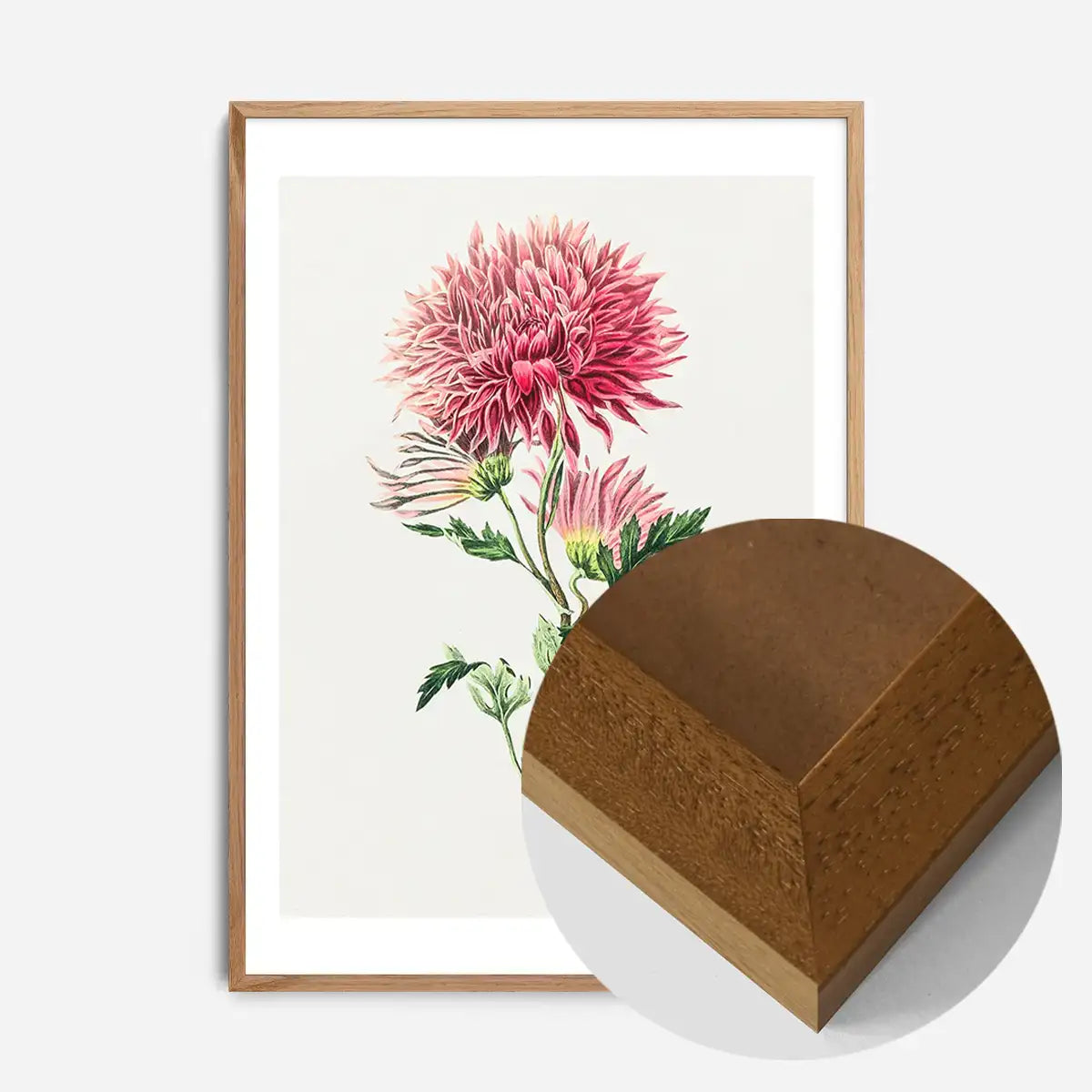 Hand drawn pink Chrysanthemum Illustration