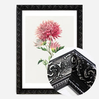 Hand drawn pink Chrysanthemum Illustration