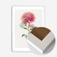 Hand drawn pink Chrysanthemum Illustration