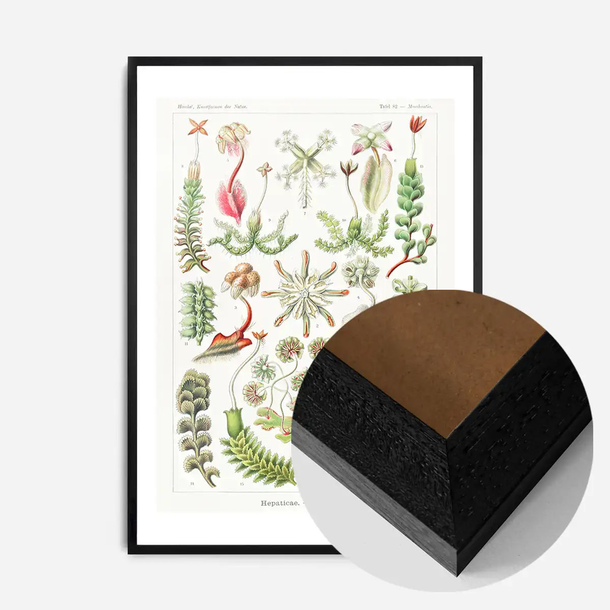 Hepaticae–Lebermoose Liverworts by Ernst Haeckel Print