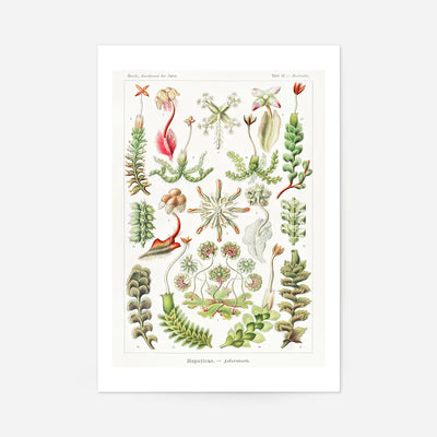 Hepaticae–Lebermoose Liverworts by Ernst Haeckel Print