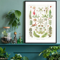 Hepaticae–Lebermoose Liverworts by Ernst Haeckel Print