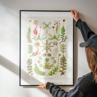 Hepaticae–Lebermoose Liverworts by Ernst Haeckel Print