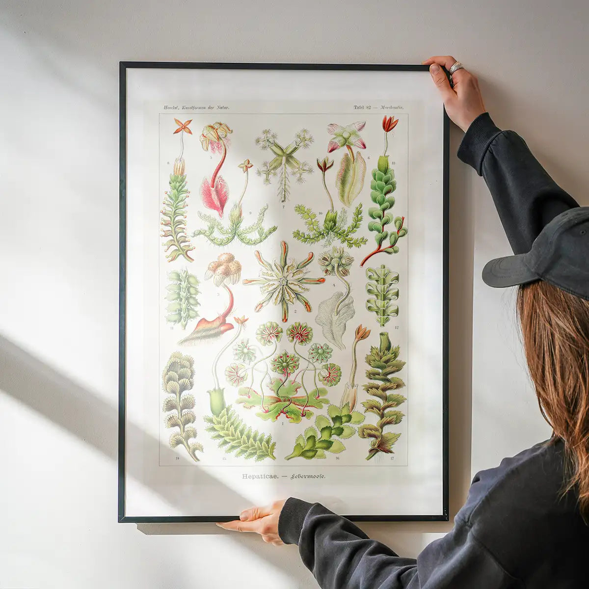 Hepaticae–Lebermoose Liverworts by Ernst Haeckel Print