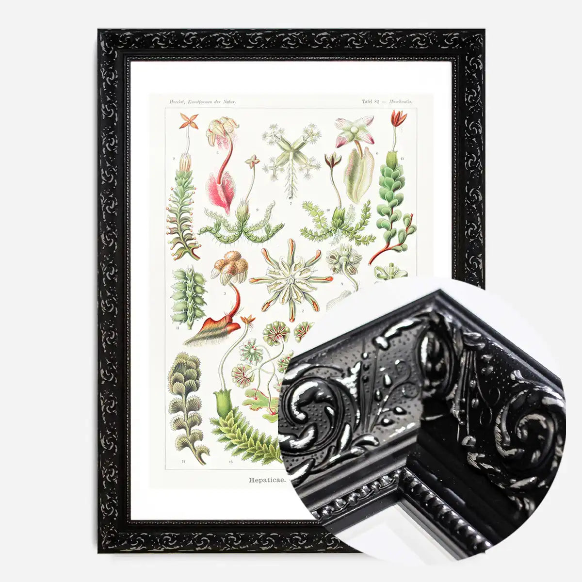 Hepaticae–Lebermoose Liverworts by Ernst Haeckel Print