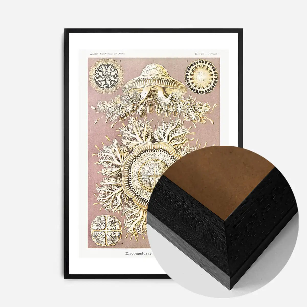 Jellyfish Discomedusae–Schweibenquallen Vintage Illustration print