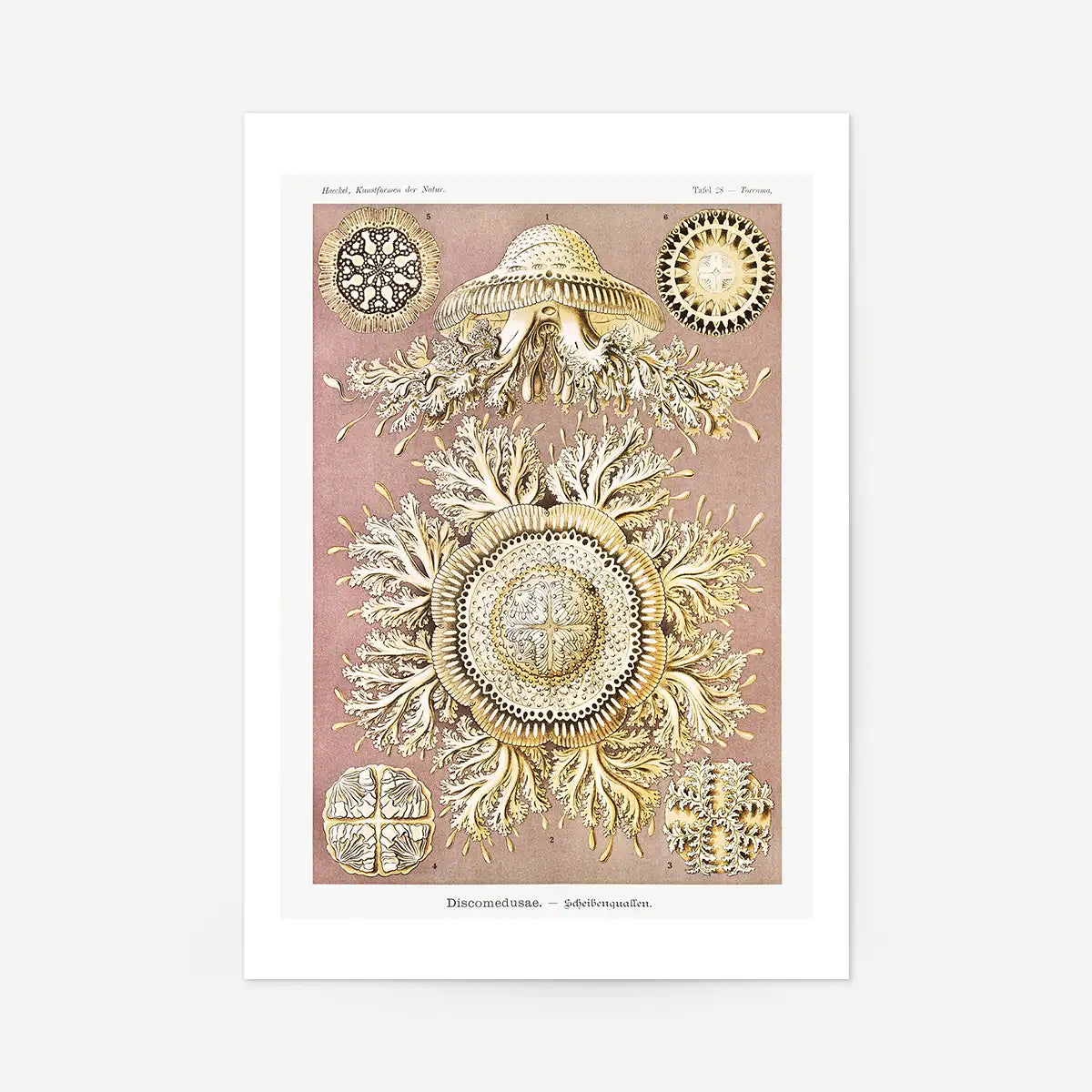 Jellyfish Discomedusae–Schweibenquallen Vintage Illustration print