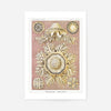 Jellyfish Discomedusae–Schweibenquallen Vintage Illustration print