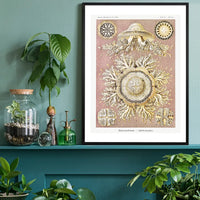 Jellyfish Discomedusae–Schweibenquallen Vintage Illustration print