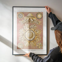 Jellyfish Discomedusae–Schweibenquallen Vintage Illustration print