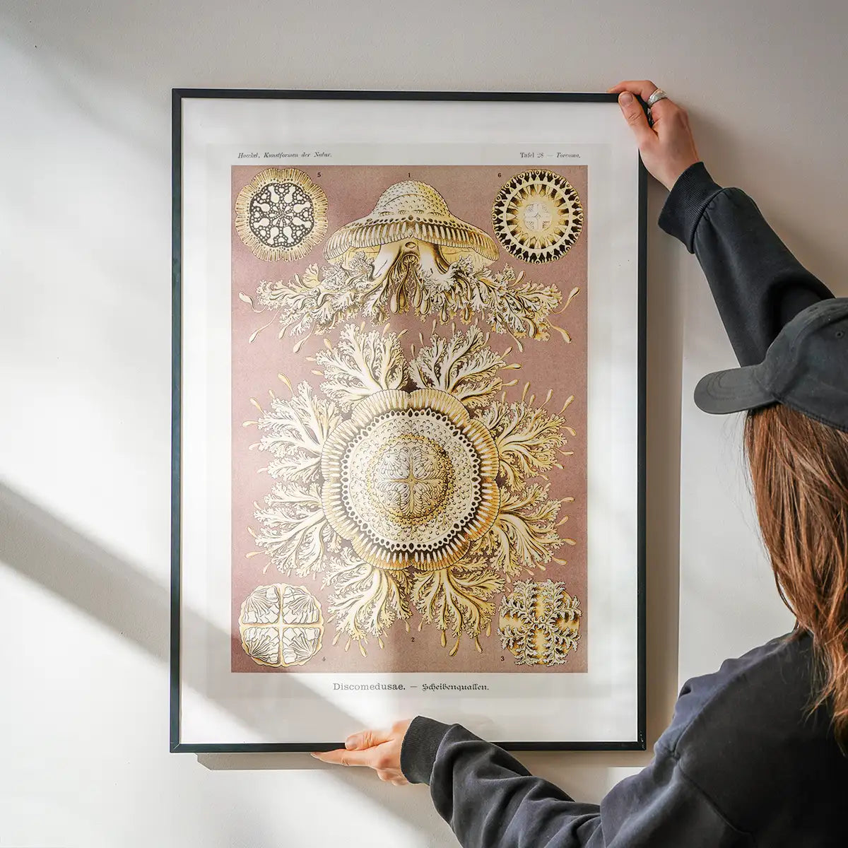 Jellyfish Discomedusae–Schweibenquallen Vintage Illustration print