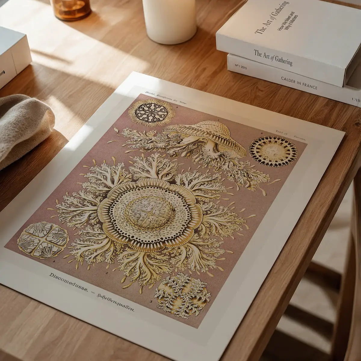 Jellyfish Discomedusae–Schweibenquallen Vintage Illustration print