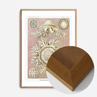 Jellyfish Discomedusae–Schweibenquallen Vintage Illustration print