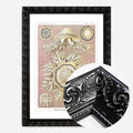 Black Ornate Frame