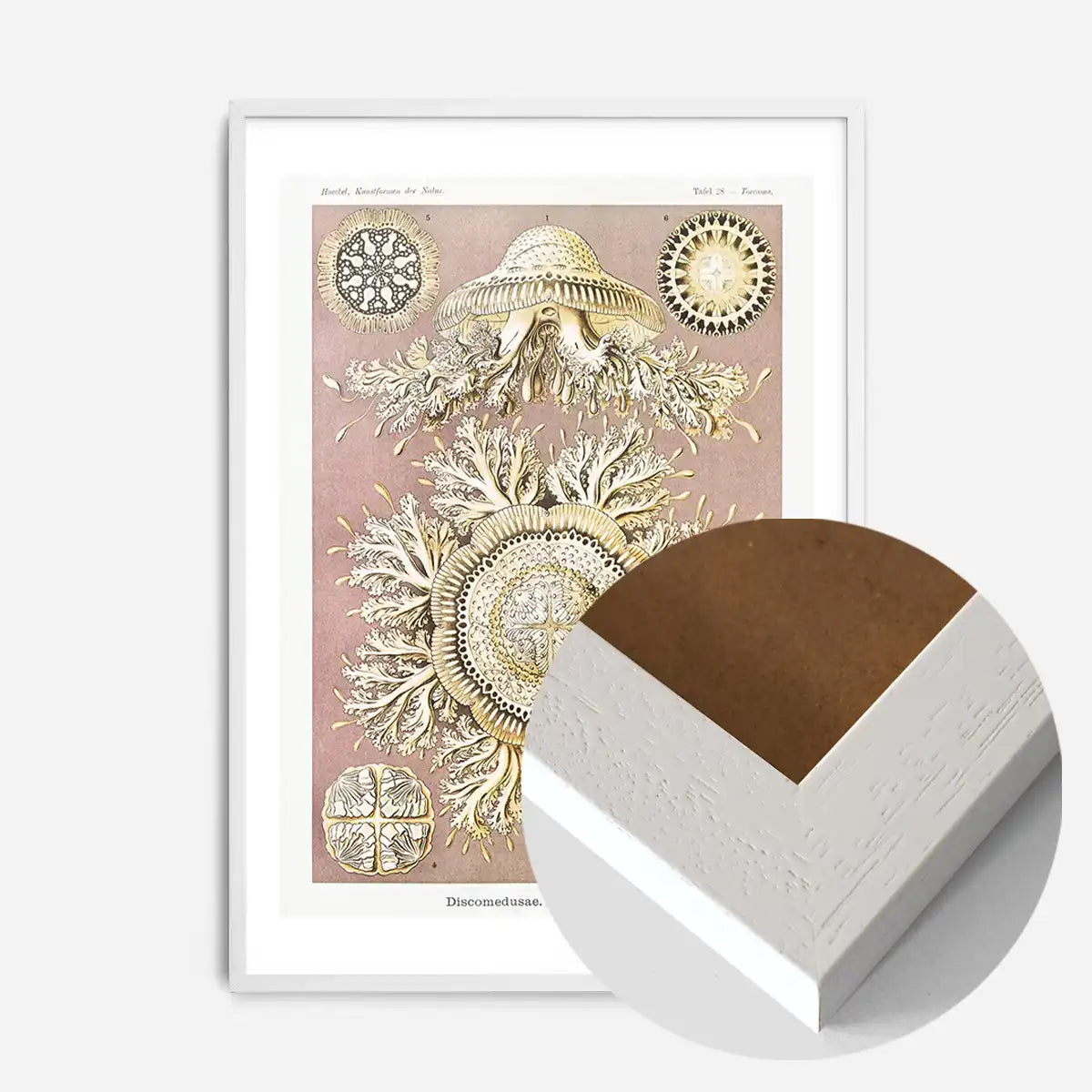 Jellyfish Discomedusae–Schweibenquallen Vintage Illustration print