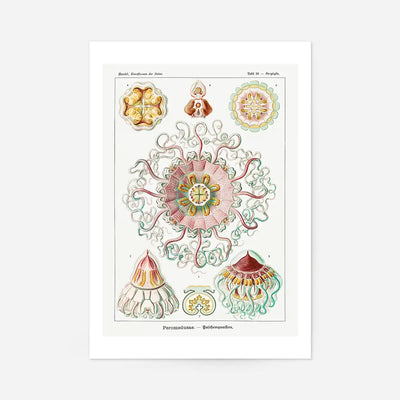 Jellyfish Phyllum Cnidaria Vintage Illustration Print