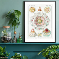 Jellyfish Phyllum Cnidaria Vintage Illustration Print
