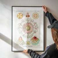 Jellyfish Phyllum Cnidaria Vintage Illustration Print