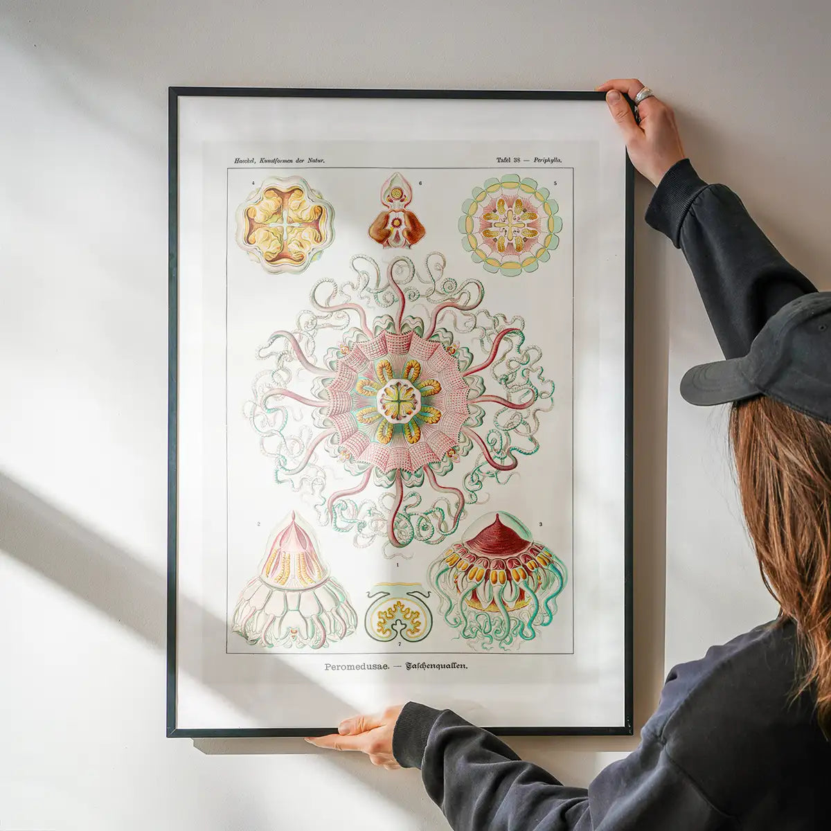 Jellyfish Phyllum Cnidaria Vintage Illustration Print