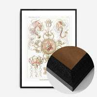 Jellyfish Trachomedusae Vintage Illustration Print